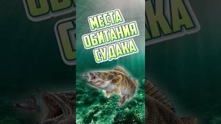 Места обитания судака. Советы по ловле судака #судак #приманки