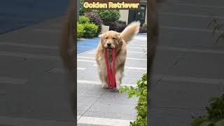 The Ultimate Golden Retriever Showcase #pet #goldenretriever @actibeap