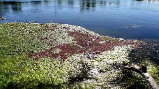 Un Giro al Fiume TICINO (Piante Invasive, Galleggianti e Milioni di Avannotti)