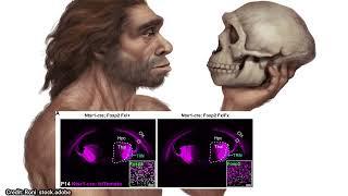 New Discovery: Neanderthals Could Hear and Communicate Like Homo Sapiens!!