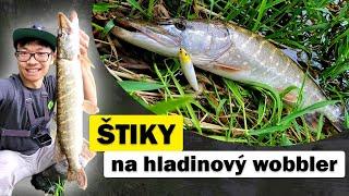 Štiky na hladinový wobbler