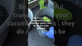 #essentials #survival #organicgardening #food #viral_video