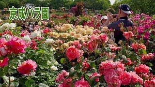 Keisei Rose Garden 2019  #京成バラ園 #4K