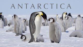 ANTARCTICA - Emperor Penguins & Trip to the South Pole (4K UHD)