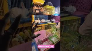 Mini Pet Shop  #shorts #status #short #parrot #petslover #pigeon #youtubeshorts #viralshorts