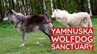 We visited the Yamnuska Wolfdog Sanctuary | Alberta, Canada