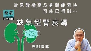 【志明博博】尿酸及血壓都偏高是缺氧型腎臟衰竭初期的共同現象，代表腎絲球因為慢性缺氧，而開始釋放剪刀功能的纖維蛋白酶MMP，破壞腎絲球過濾膜及足細胞…