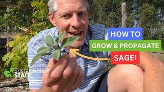 HOW TO GROW AND PROPAGATE SAGE.