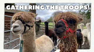 Gathering the Troops for the start of Alpaca Walking Season!
