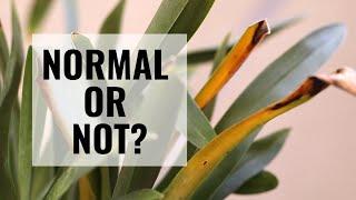 Orchids with Yellow Leaves - Is it Normal or is it a Problem? || ORCHID CARE