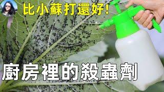 ONLY 1 ingredient insecticide 只需一個東西, 自製殺蟲劑, 一次見效! 對付蚜蟲 白粉虱 蚧殼蟲 紅蜘蛛