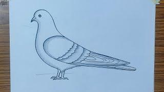 pigeon drawing in easy way, dove drawing very easy, pigeon drawing easy method