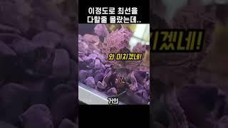 필사적인 행동을 하는 놀라운 거북이는