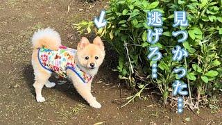 実家に帰って来れたのが嬉しくて、畑を暴走する愛犬が可愛い…笑