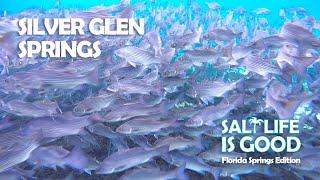 Silver Glen Springs Schools Of Hundreds of Striped Bass Fish in Ocala National Park