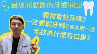 最想問獸醫的齒科問題～寵物會蛀牙嗎？一定要幫毛孩刷牙嗎？狗貓為什麼會有口臭？