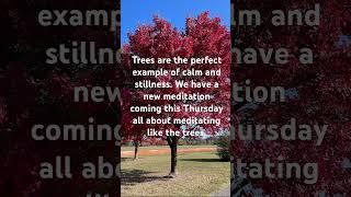 Trees are the perfect example of peace and calmness. #mindfulnessforkids #mindful #kidsmindfullness