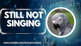 Smurfy The Incredible Singing African Grey Parrot...