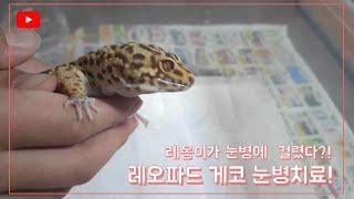 레옹이가 눈병에 걸렸다?! 레오파드 게코 눈병을 치료 해 보자!