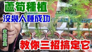 【家庭有菜】蘆筍種植的三種技巧，你不可不知