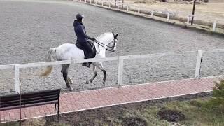 Lusitano horse for SALE in Saint-Petersburg, Russia