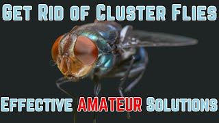 Cluster flies problem? - how to get rid of CLUSTER FLY INFESTATION - Products in Description!