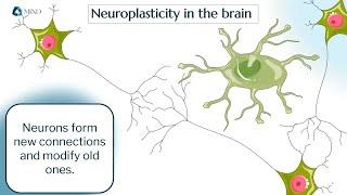 Elements of Science - Neuroplasticity