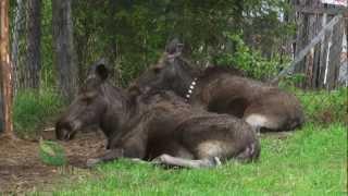 Документальный фильм "Вечные красоты верхней Печоры". North Eastern Europe, Russia