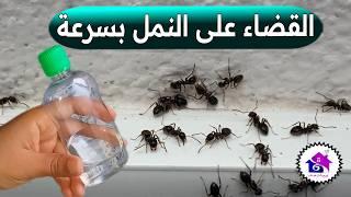 القضاء على النمل نهائيا  تدابير منزلية لطرد النمل من المنزل ( بدون مبيد )