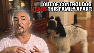 How To Prevent Your Dog From Eating Clothes, Toys & Garbage | Cesar 911 Season 3, Ep. 1 - Part 2