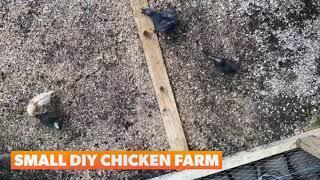 DIY Small Chicken Farm 