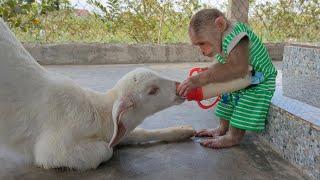 CUTIS helps dad feed baby goats with milk