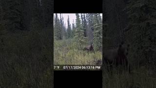 Bear vs Moose #rareanimals #animallife