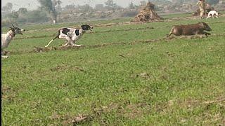 Suar Ka Shikar 2025 | pig Hunting with Dogs | Jangli suar ka Shikar, bully Dog, Shikari kute.