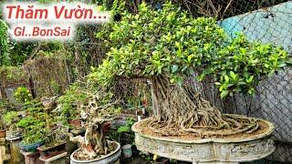 Thăm Vườn Giao Lưu BonSai. Nhiều Tác Phẩm Nghệ Thuật Cây Cảnh Đẹp Quy Nhơn Lh Zalo #0386484997