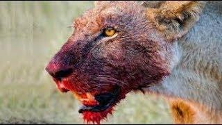 Documentary Animals 2017 HD Most Dangerous Predators On Earth