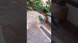 Parrot mocking me