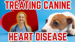 How To Treat and Prevent Heart Disease in Dogs? | Vet Simply Explains