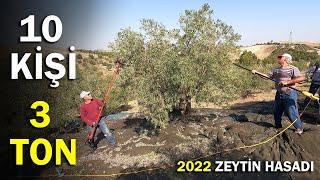 Tüm Detaylarıyla Zeytin Hasadı ve Yağ Çektirme Süreci || Zeytinin Serüveni