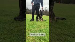 Obedience training,bark on command