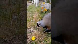 Tero con su pollitos. #tero #birds