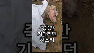 모든걸 포기하고 죽음만 기다리던 허스키의 견생역전