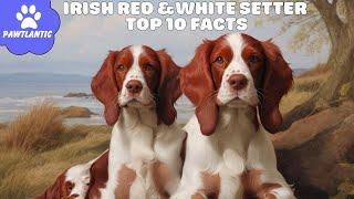 Irish Red and White Setter - Top 10 Facts | Dog Facts