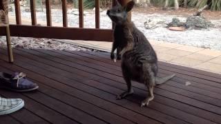 Cutest Wallaby