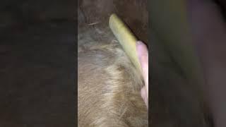 Love this tool | PuppySimply