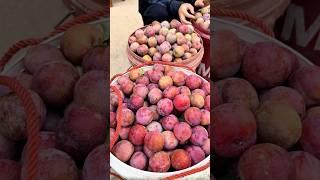 You can’t finish picking Sanhua plum fruits and can’t finish eating. 採三華李水果，根本摘不完，根本吃不完，樂趣無窮，快來體驗體驗吧