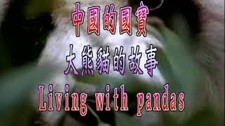 Chinese panda 熊猫纪录片 【捡到野生大熊猫之后】感动TAT超清版 0001