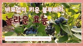 블루베리/블루베리밭가기(고창특산물추천)