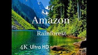 Amazon Rainforest | wildlife of amazon jungle | relaxing video | nature documentary