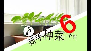 新手种菜，6要素，缺一不可！ 你有吗？How to start growing vegetable (English-sub)